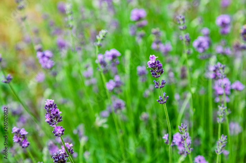 Lavender flowers bloom summer time