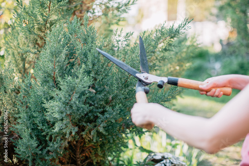 Close up of young woman trimming the bush in the garden