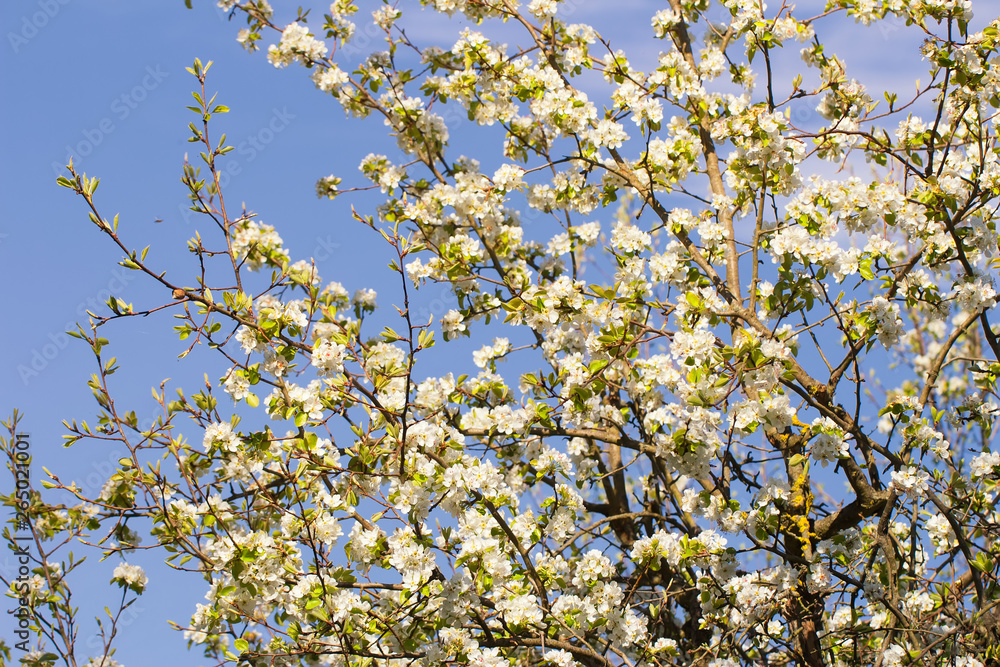 old garden, blooming pear, sunny spring april floral background old garden, blooming pear, sunny spring april floral background