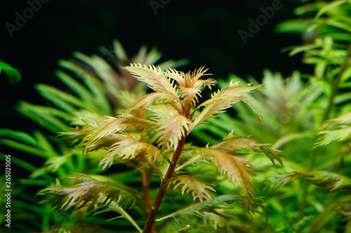 A close-up of the aquatic plant Hottonia palustris in front of other plants in an aquarium photo