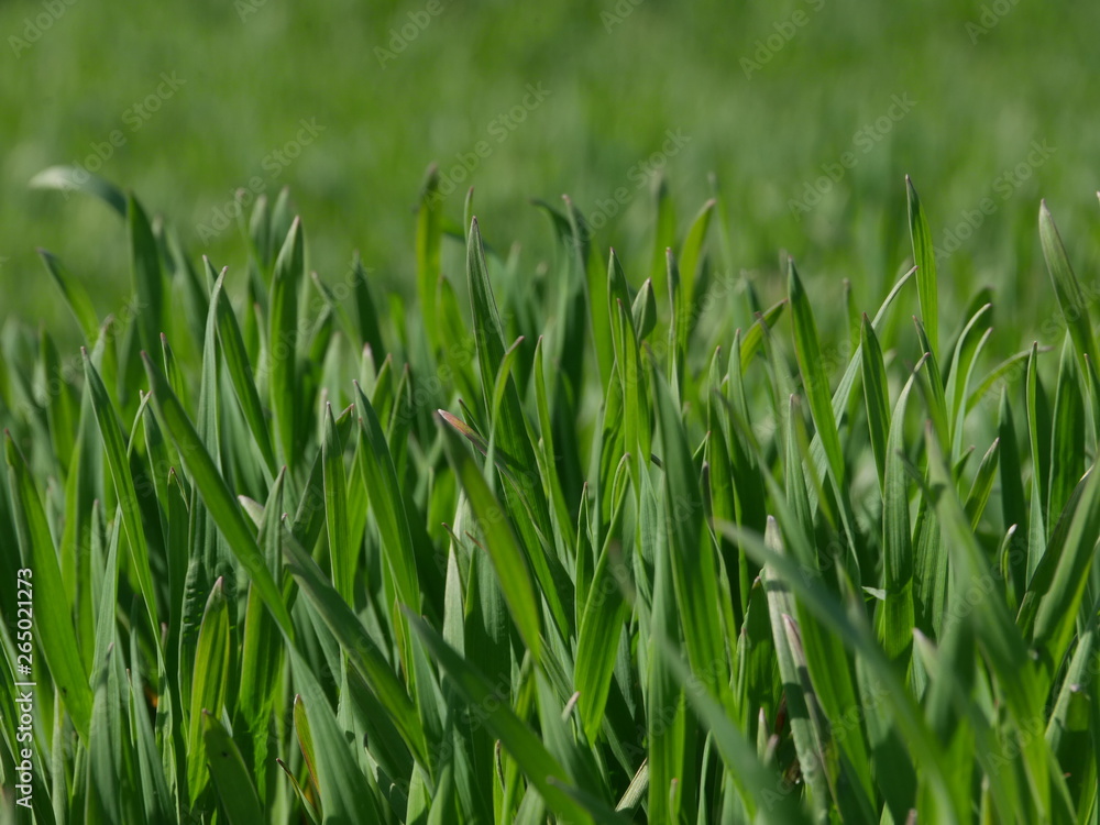 green grass green grass