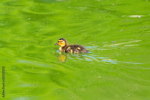 Tiny Mallard duckling (Anas platyrhynchos) swimming on the lake - closeup with selective focus