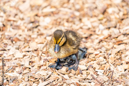 Tiny Mallard ducklings (Anas platyrhynchos) resting on the bank of the lake - closeup with selective focus © beataaldridge