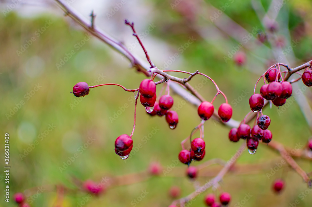 Red berries on a tree at the cliff at dover Red berries on a tree at the cliff at dover