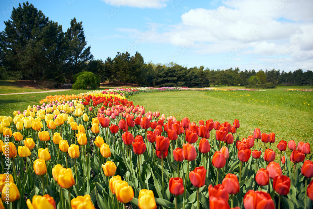 group of tulips in blossom in a park  