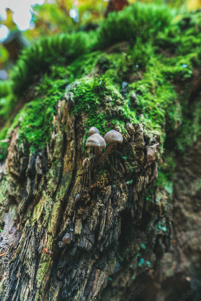 Tree trunk Tree trunk