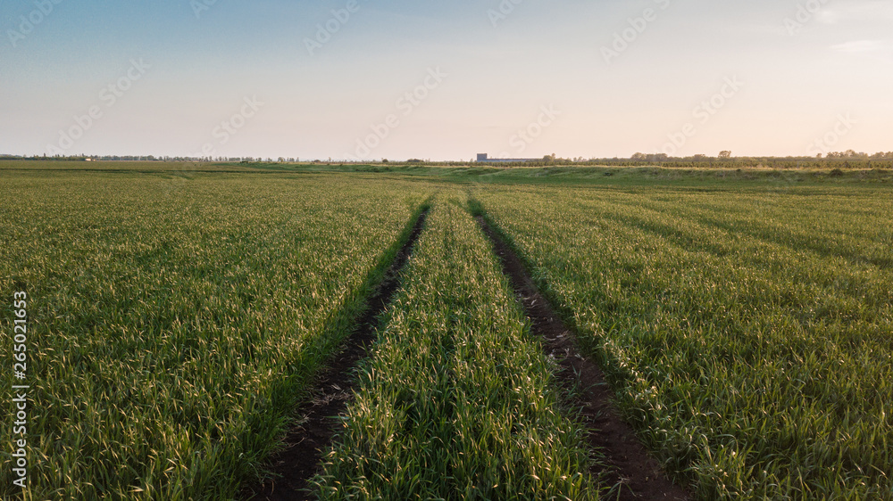 Fields of young cereals and barley viewed from the air