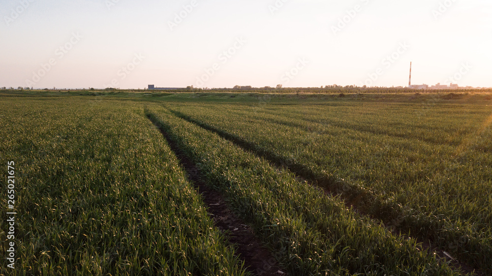 Fields of young cereals and barley viewed from the air Fields of young cereals and barley viewed from the air