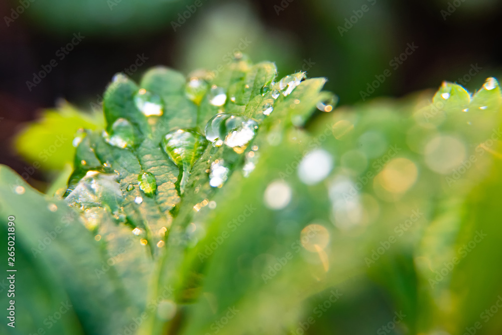 Summertime, macro dew drops on green leaves Summertime, macro dew drops on green leaves