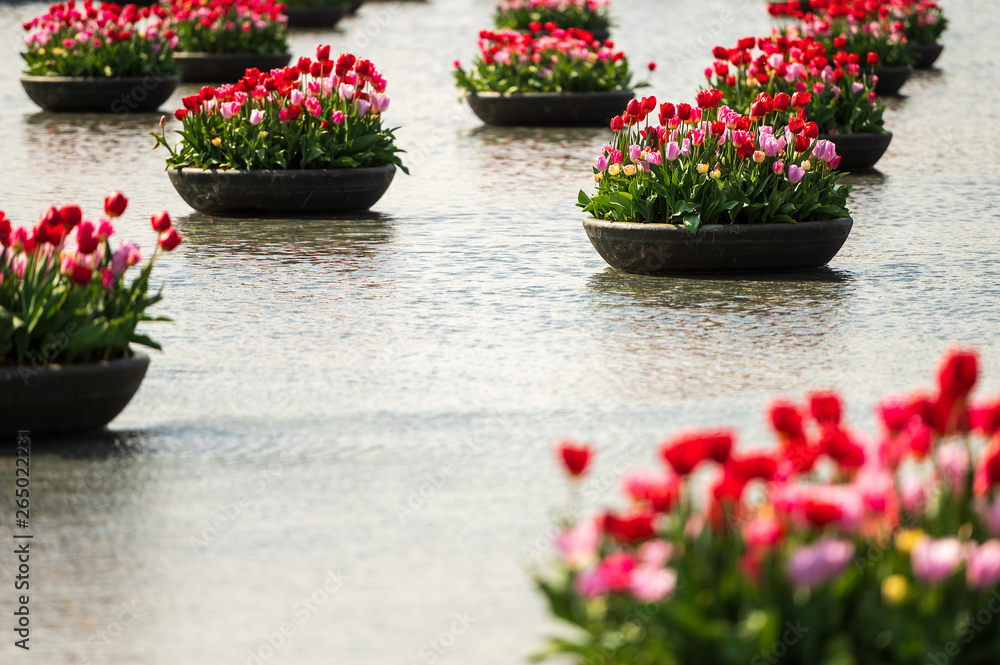 Tulips in bowls in a pool in Amsterdam Tulips in bowls in a pool in Amsterdam