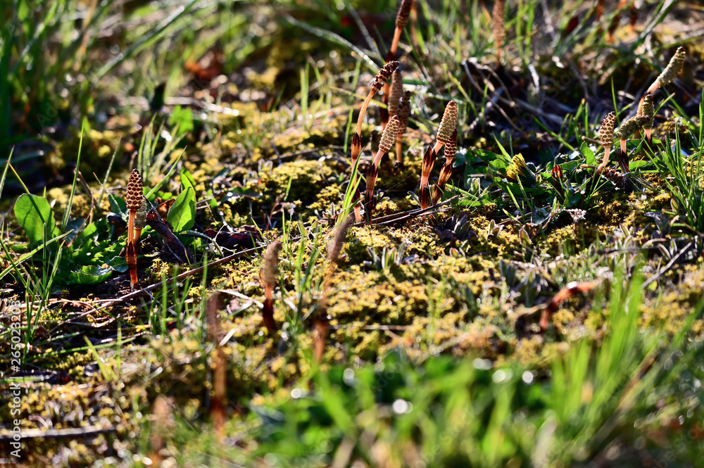 Young shoots of horsetail in the wild. Young shoots of horsetail in the wild.