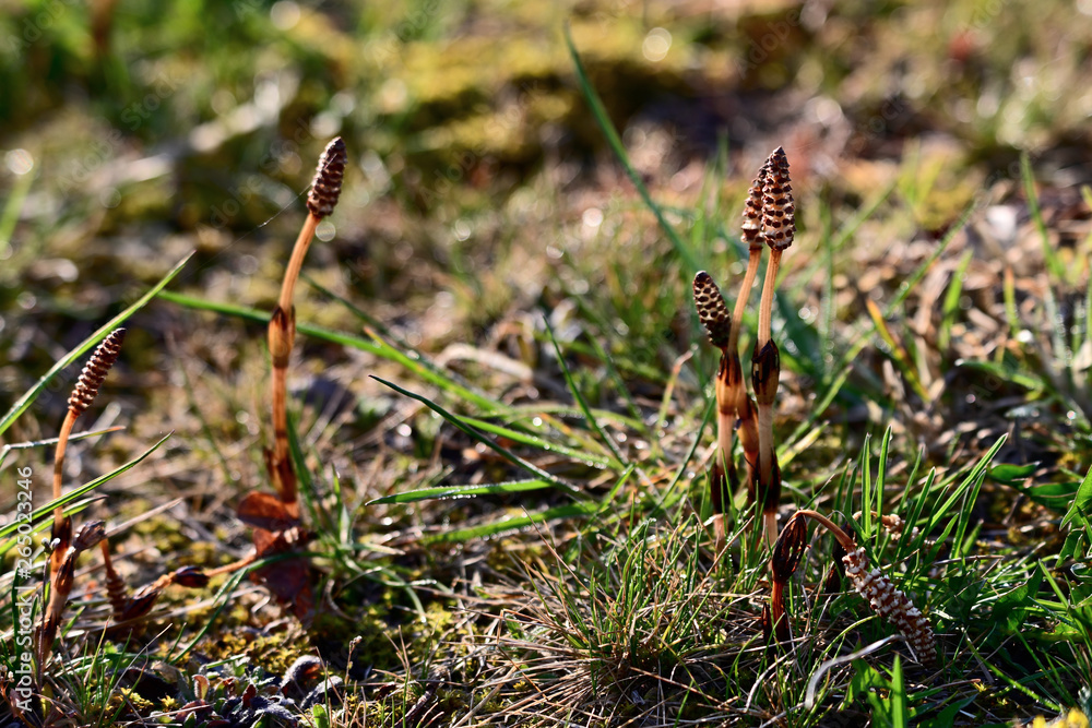 Young shoots of horsetail in the wild. Young shoots of horsetail in the wild.