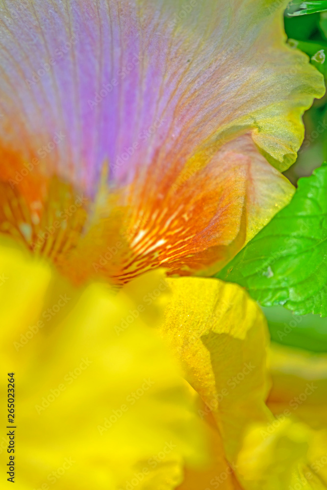 Closeup of the inside of a lilac blue and yellow iris flower Closeup of the inside of a lilac blue and yellow iris flower