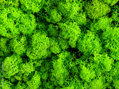 Green moss growing on the wall, close up. © tookitook