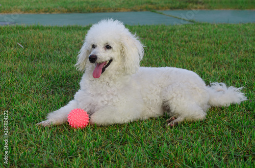 my charming Poodle