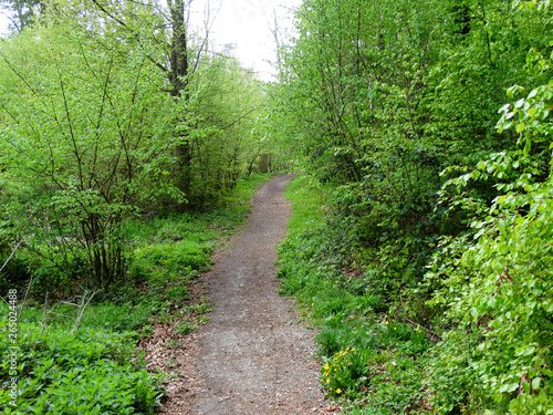 Der Weg zu den Apenteichen im Wald