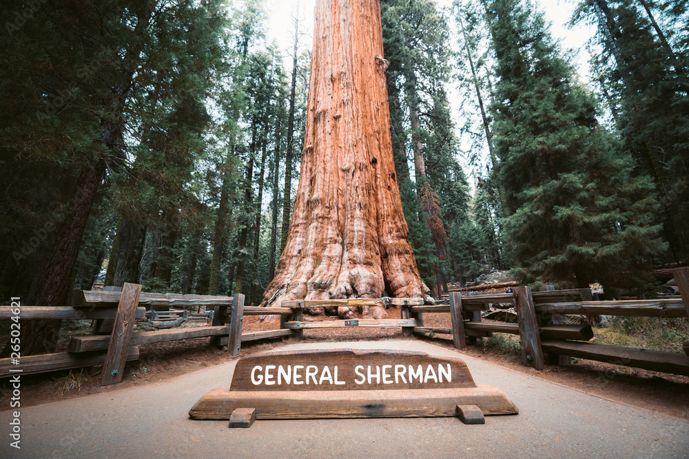 General Sherman Tree, the world's largest tree by volume, Sequoia National Park, California, USA