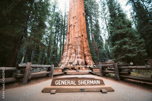 General Sherman Tree, the world's largest tree by volume, Sequoia National Park, California, USA photo