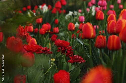 red tulips in the garden,spring background