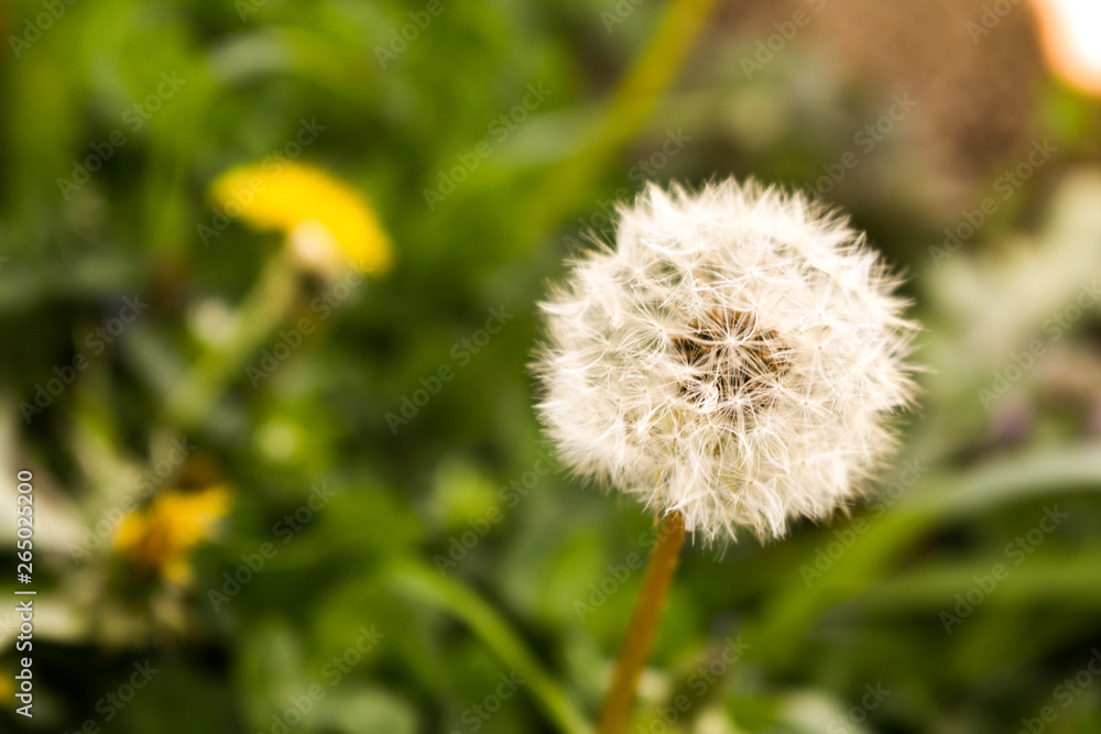 Close up beautiful dandelion white seedhead during springtime Close up beautiful dandelion white seedhead during springtime