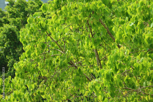 Vivid green foliage of the Bodhi Tree in the sunlight