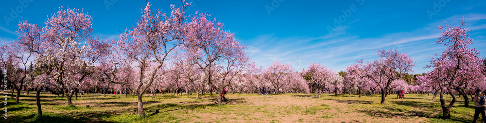 Alleys of blooming almond trees with pink flowers in Madrid, Spain. Pink almond trees in bloom at Quinta de los Molinos city park downtown Madrid at Alcala street in early spring. Alleys of blooming almond trees with pink flowers in Madrid, Spain. Pink almond trees in bloom at Quinta de los Molinos city park downtown Madrid at Alcala street in early spring.