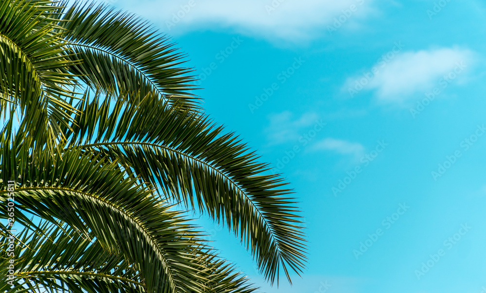 Fototapeta premium Coconut palm tree with blue sky and clouds.