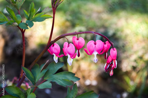 Beautiful pink bleeding heart flowers - Dicentra spectabils