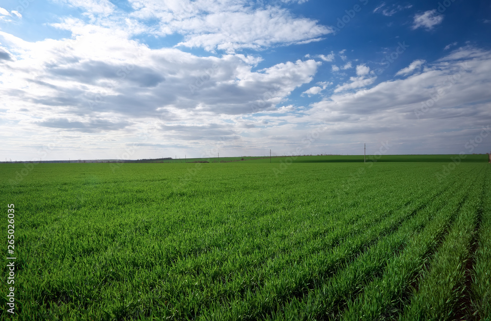 Green field and blue sky with light clouds Green field and blue sky with light clouds