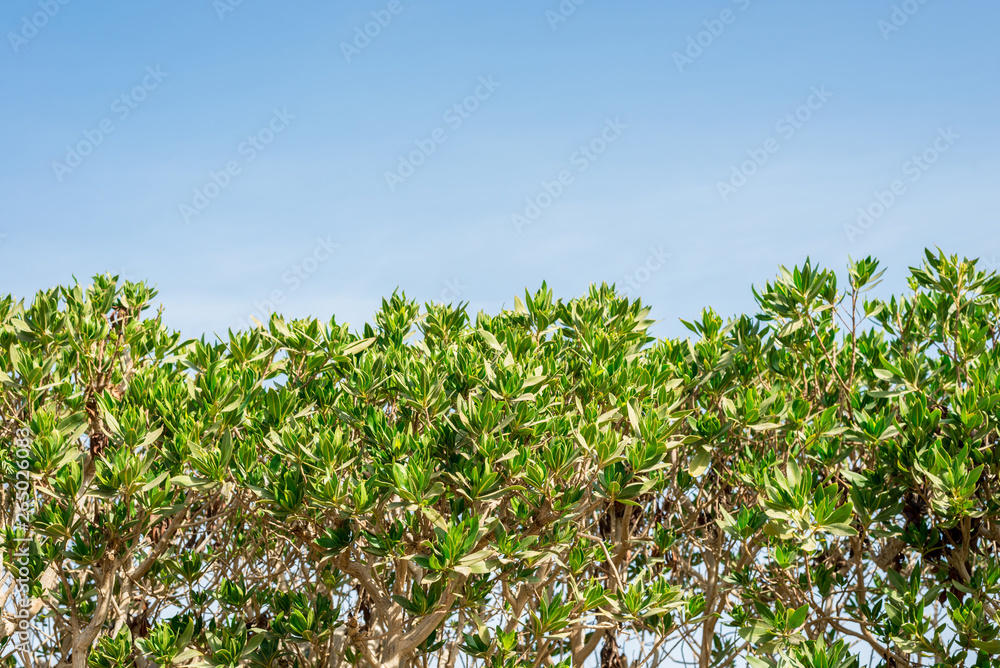 green bush against the blue sky on the whole frame green bush against the blue sky on the whole frame