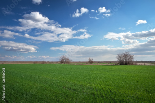 Green field and blue sky with light clouds