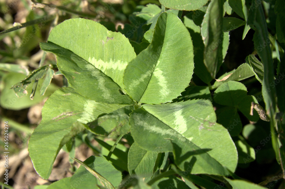 Four-leaved clover on meadows of Flumserberg, Swiss Alps Four-leaved clover on meadows of Flumserberg, Swiss Alps
