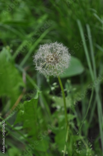 Dandelion flower in a meadow on a gloomy spring day