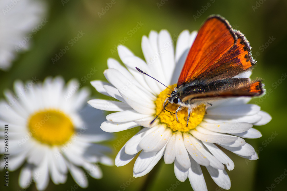 Fototapeta premium Orange butterfly on white daisy flower on a meadow with green grass background