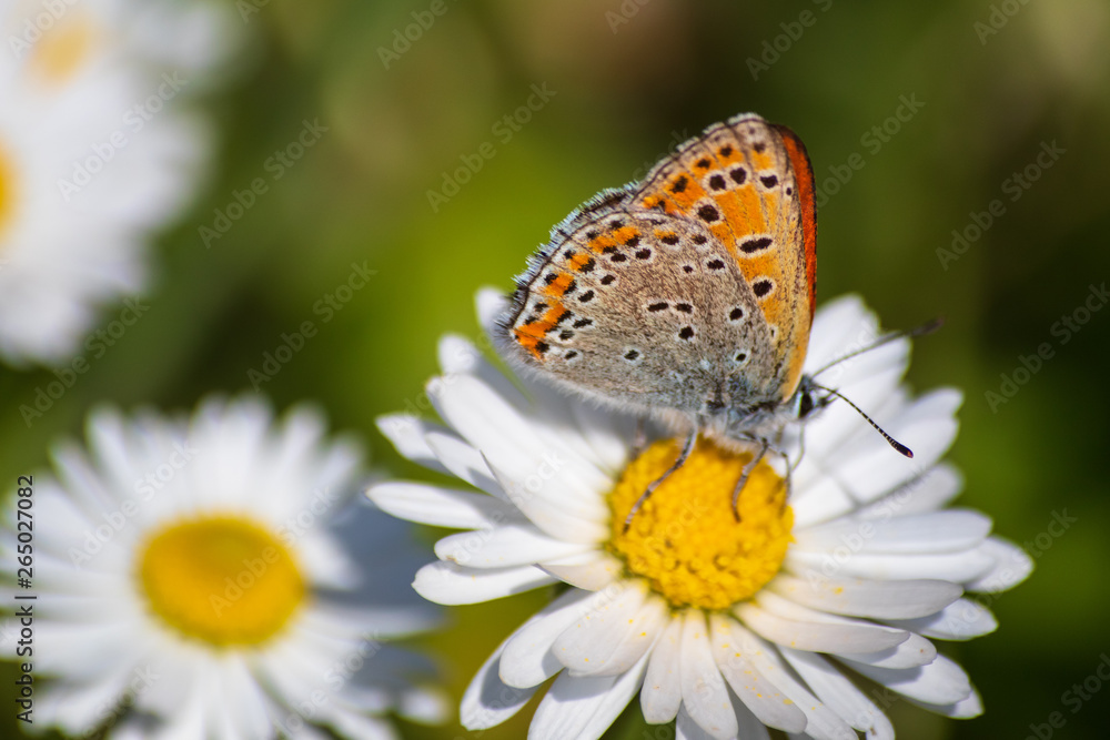 Orange butterfly on white daisy flower on a meadow with green grass background Orange butterfly on white daisy flower on a meadow with green grass background