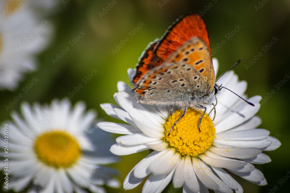 Orange butterfly on white daisy flower on a meadow with green grass background