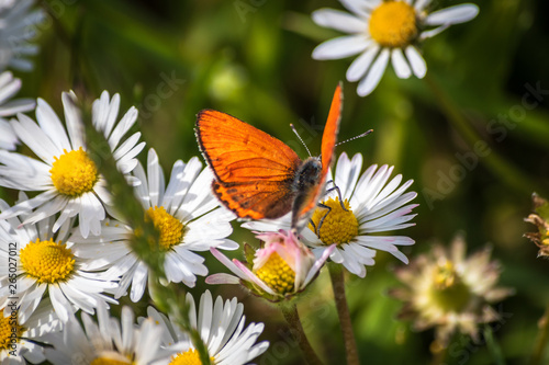 Orange butterfly on white daisy flower on a meadow with green grass background