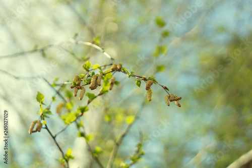Spring in the garden