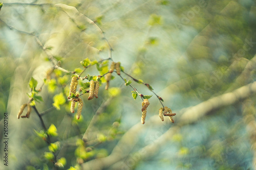 Spring in the garden
