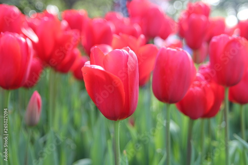 Turkey istanbul pink red yellow and white tulips garden