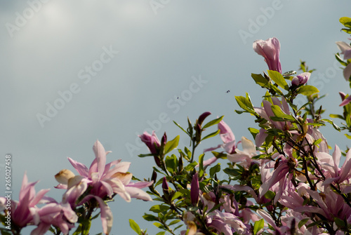 Blooming magnolias in spring