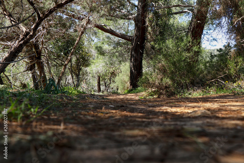 Fototapeta Naklejka Na Ścianę i Meble -  Peaceful and relaxing forest road on some hill. Wonderful jorney around Cyprus nature. Charming walking in Akamas Peninsula National Park, Cyprus. Aphrodite trail in national park