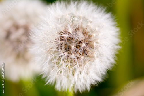 Macro n a dandelion