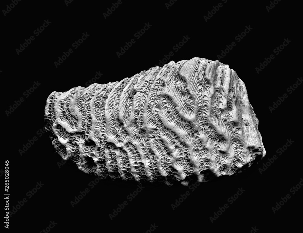 Coral stone in black and white on a black background macro Coral stone in black and white on a black background macro