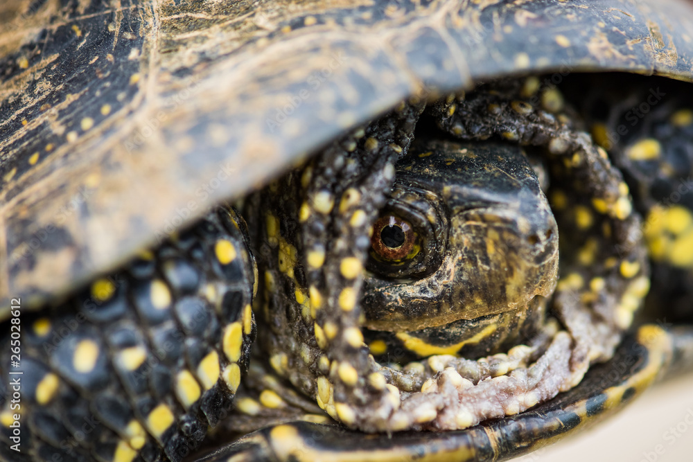 turtle on the sand with retracted head turtle on the sand with retracted head