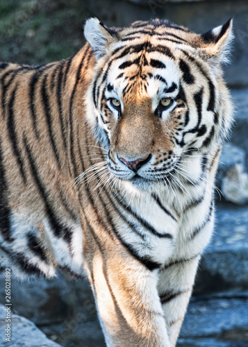 Portrait of a wonderful bengal tiger © Equatore