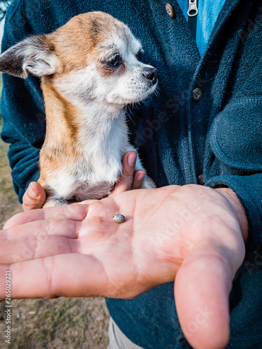 The tick engorged with blood moves on the man hand close up, swollen tick stirs in the palm of a man removed from the dog photo