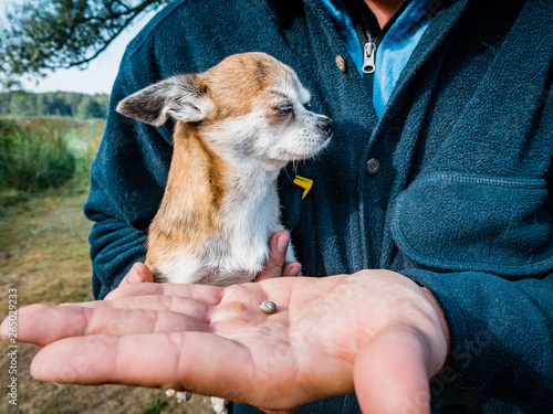 The tick engorged with blood moves on the man hand close up, swollen tick stirs in the palm of a man removed from the dog photo