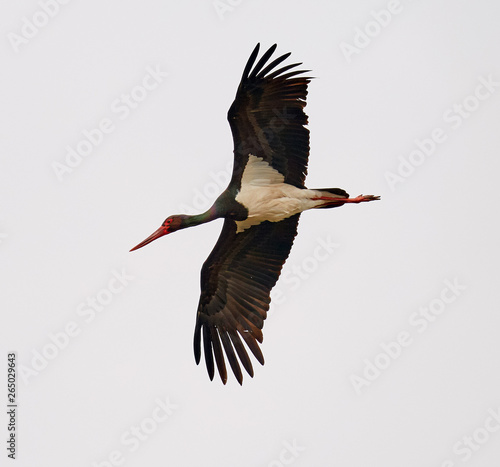 Black stork in flight