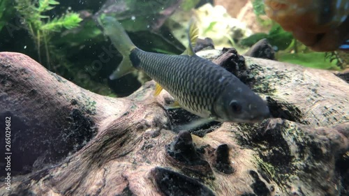 Netzpinselalgenfresser ,(Crossocheilus reticulatus)  photo